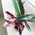 Stromanthe Triostar rM - obrazek 4