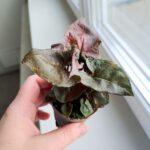 Syngonium podophyllum MARIA - obrazek 8