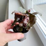 Syngonium podophyllum MARIA - obrazek 7