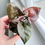 Syngonium podophyllum MARIA - obrazek 6