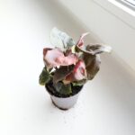 Syngonium podophyllum MARIA - obrazek 5