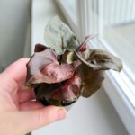 Syngonium podophyllum MARIA - obrazek 2