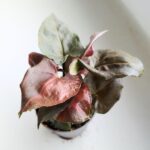 Syngonium podophyllum MARIA