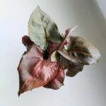 Syngonium podophyllum MARIA - obrazek 3