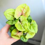 Syngonium podophyllum Sunhine - obrazek 2