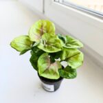 Syngonium podophyllum Sunhine - obrazek 6