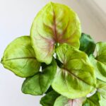 Syngonium podophyllum Sunhine