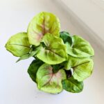 Syngonium podophyllum Sunhine - obrazek 4