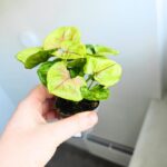 Syngonium podophyllum Sunhine - obrazek 3