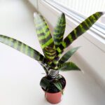 Vriesea Era - obrazek 2