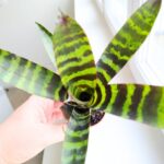 Vriesea Era - obrazek 7