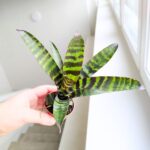 Vriesea Era - obrazek 6