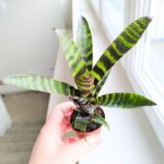 Vriesea Era - obrazek 5