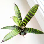 Vriesea Era - obrazek 4