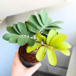 Zamia furfuracea - Sagowiec jamajski - obrazek 3