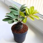 Zamia furfuracea - Sagowiec jamajski - obrazek 9