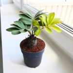 Zamia furfuracea - Sagowiec jamajski - obrazek 8
