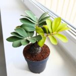 Zamia furfuracea - Sagowiec jamajski