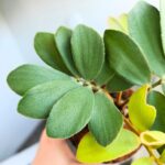 Zamia furfuracea - Sagowiec jamajski - obrazek 6