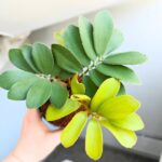 Zamia furfuracea - Sagowiec jamajski - obrazek 5