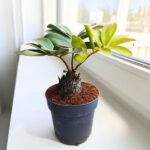 Zamia furfuracea - Sagowiec jamajski - obrazek 2