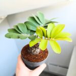 Zamia furfuracea - Sagowiec jamajski - obrazek 4
