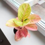 Aglaonema Apple Fantasy - obrazek 4