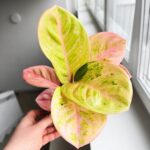 Aglaonema Apple Fantasy - obrazek 7