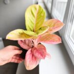 Aglaonema Apple Fantasy