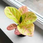 Aglaonema Apple Fantasy - obrazek 5