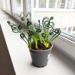 Albuca Spiralis Frizzle Sizzle - obrazek 2