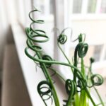 Albuca Spiralis Frizzle Sizzle - obrazek 6