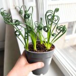 Albuca Spiralis Frizzle Sizzle - obrazek 5