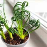 Albuca Spiralis Frizzle Sizzle - obrazek 4
