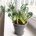 Albuca Spiralis Frizzle Sizzle