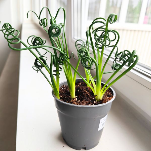albuca spiralis frizzle sizzle (5) Albuca Spiralis Frizzle Sizzle - obrazek 1