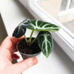 Alocasia Ninja / Alokazja - obrazek 6