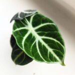 Alocasia Ninja / Alokazja