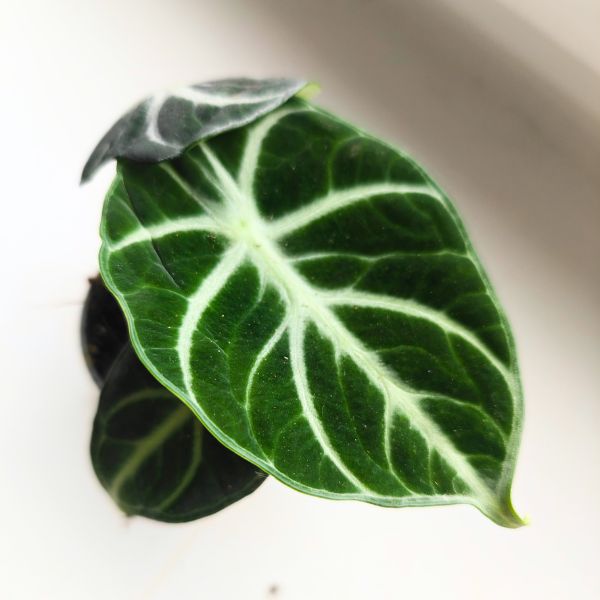 alocasia alokazja ninja (7) Alocasia Ninja / Alokazja - obrazek 1