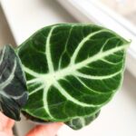 Alocasia Ninja / Alokazja - obrazek 8