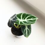 Alocasia Ninja / Alokazja - obrazek 7
