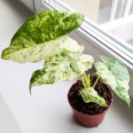 Alokazja / Alocasia Odora Variegata Batik - obrazek 2