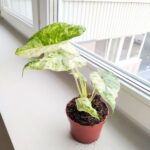 Alokazja / Alocasia Odora Variegata Batik - obrazek 8