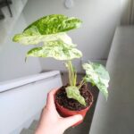 Alokazja / Alocasia Odora Variegata Batik - obrazek 7