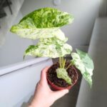 Alokazja / Alocasia Odora Variegata Batik - obrazek 6