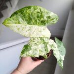 Alokazja / Alocasia Odora Variegata Batik - obrazek 5