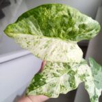 Alokazja / Alocasia Odora Variegata Batik - obrazek 4