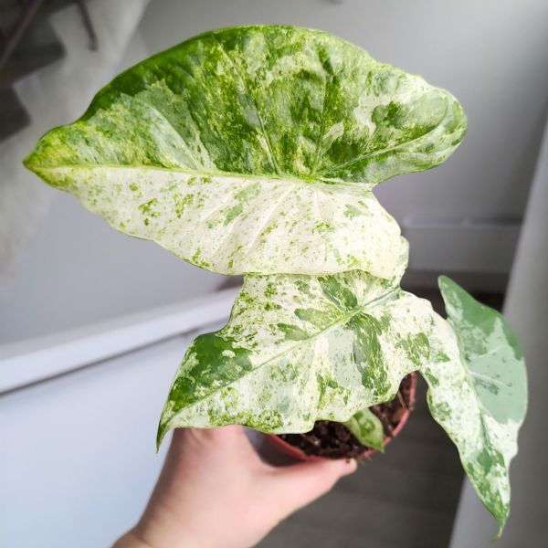 alocasia odora variegata batik (7) Alokazja / Alocasia Odora Variegata Batik - obrazek 1