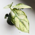 Alocasia Ninja Mint Variegata / Alokazja - obrazek 9