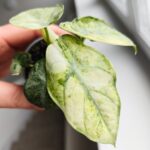 Alocasia Ninja Mint Variegata / Alokazja - obrazek 8